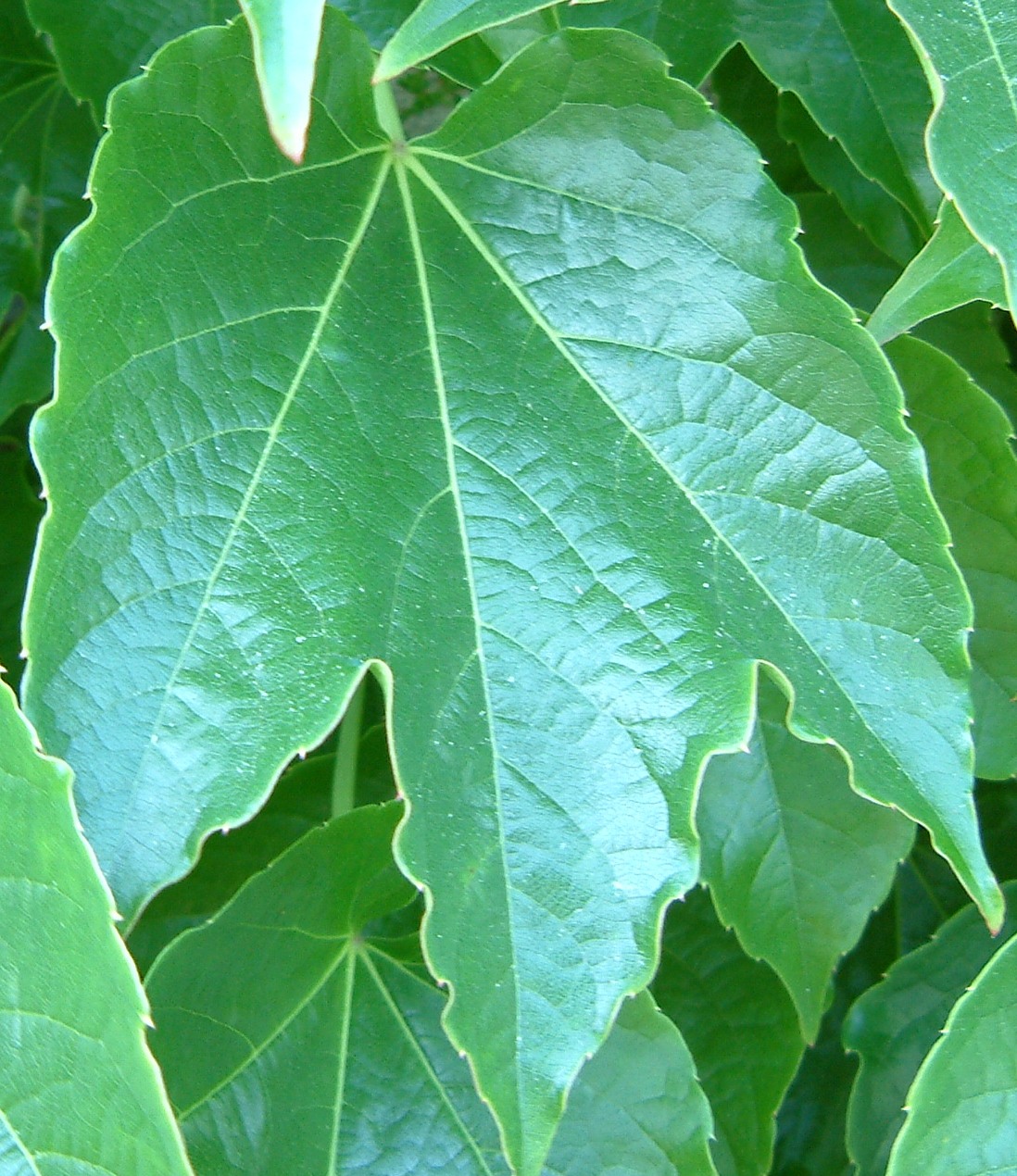 موچسب - معرفی و راهنمای پرورش و نگهداری گیاهان زینتی فضای باز